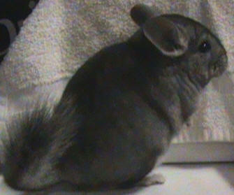 Chinchilla
