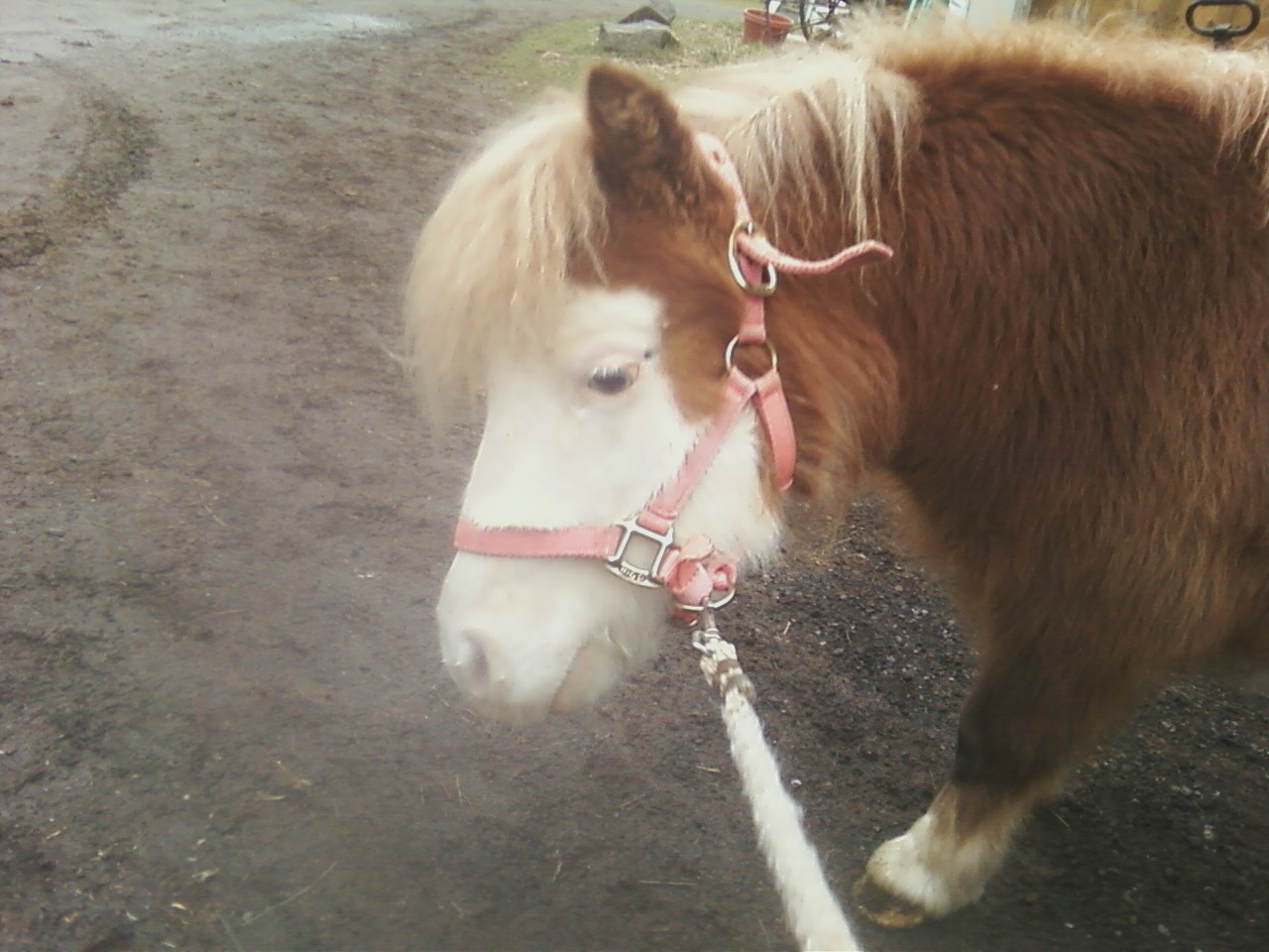 Miniature Horse